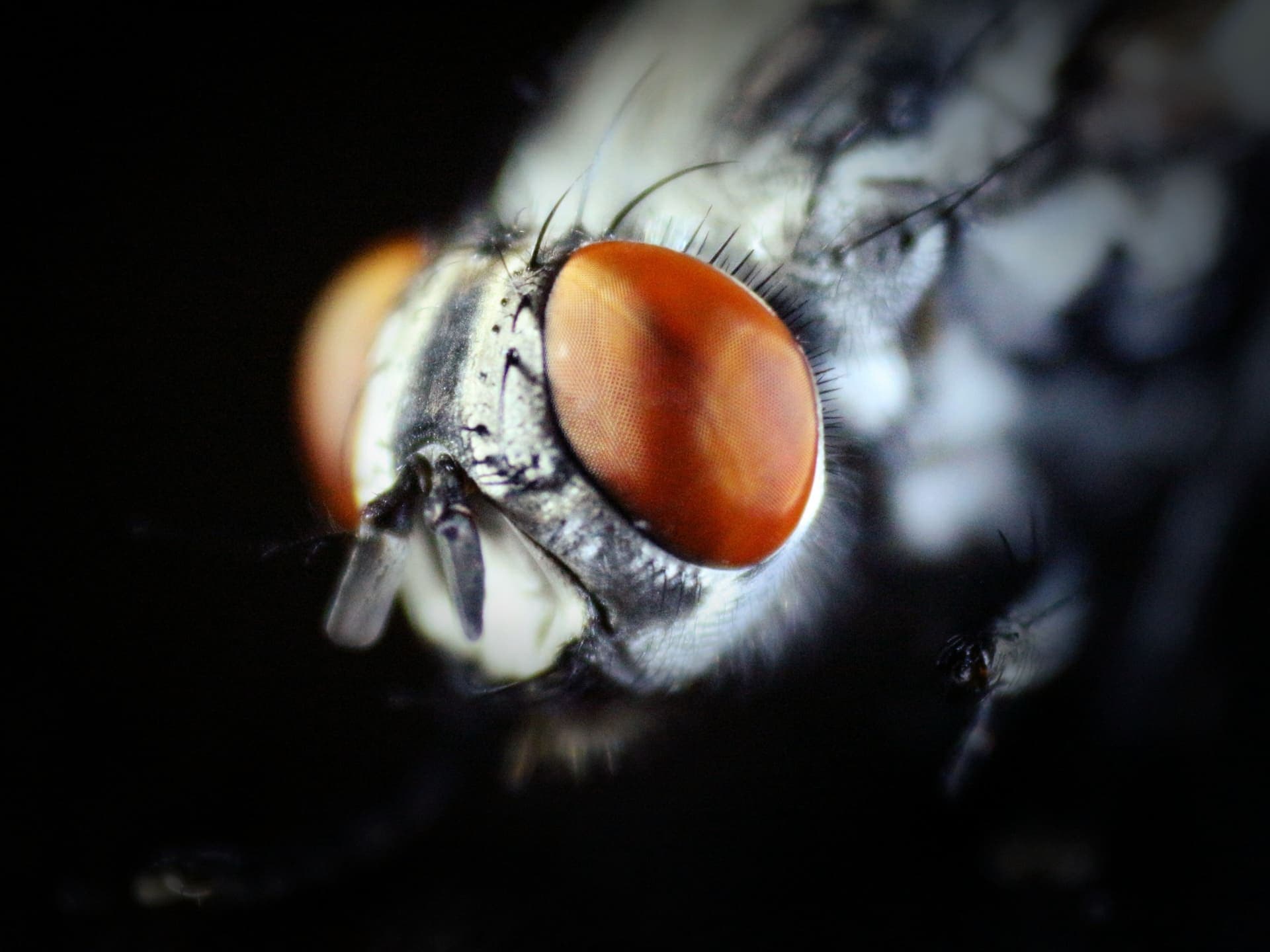 Why Flies Are Attracted to Humans and How to Keep Them Away
