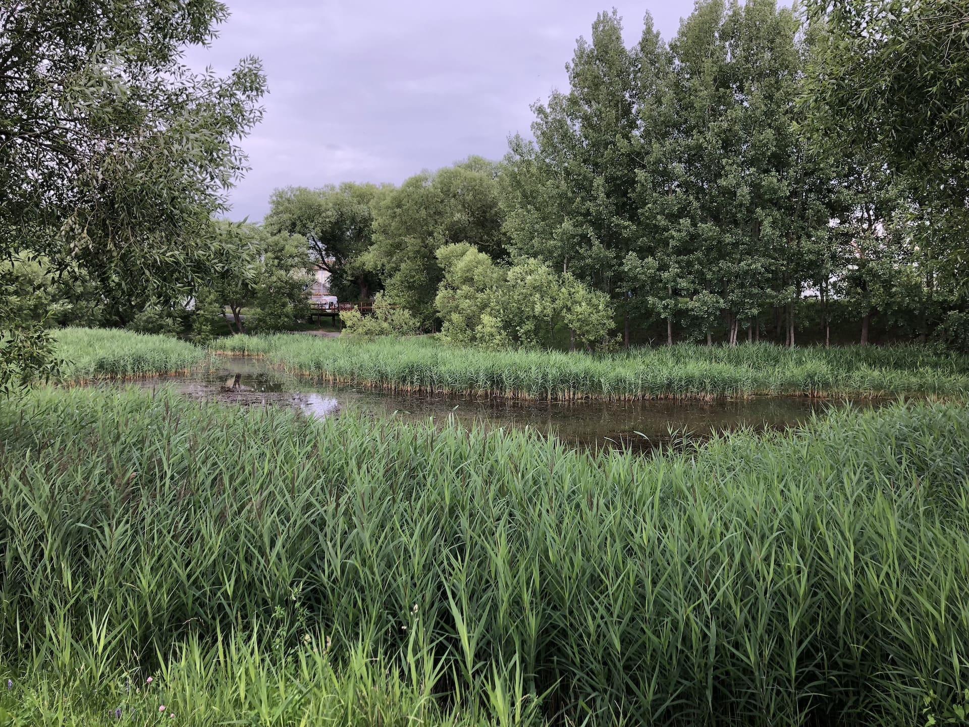 Lake on Kamayskaya Street 1