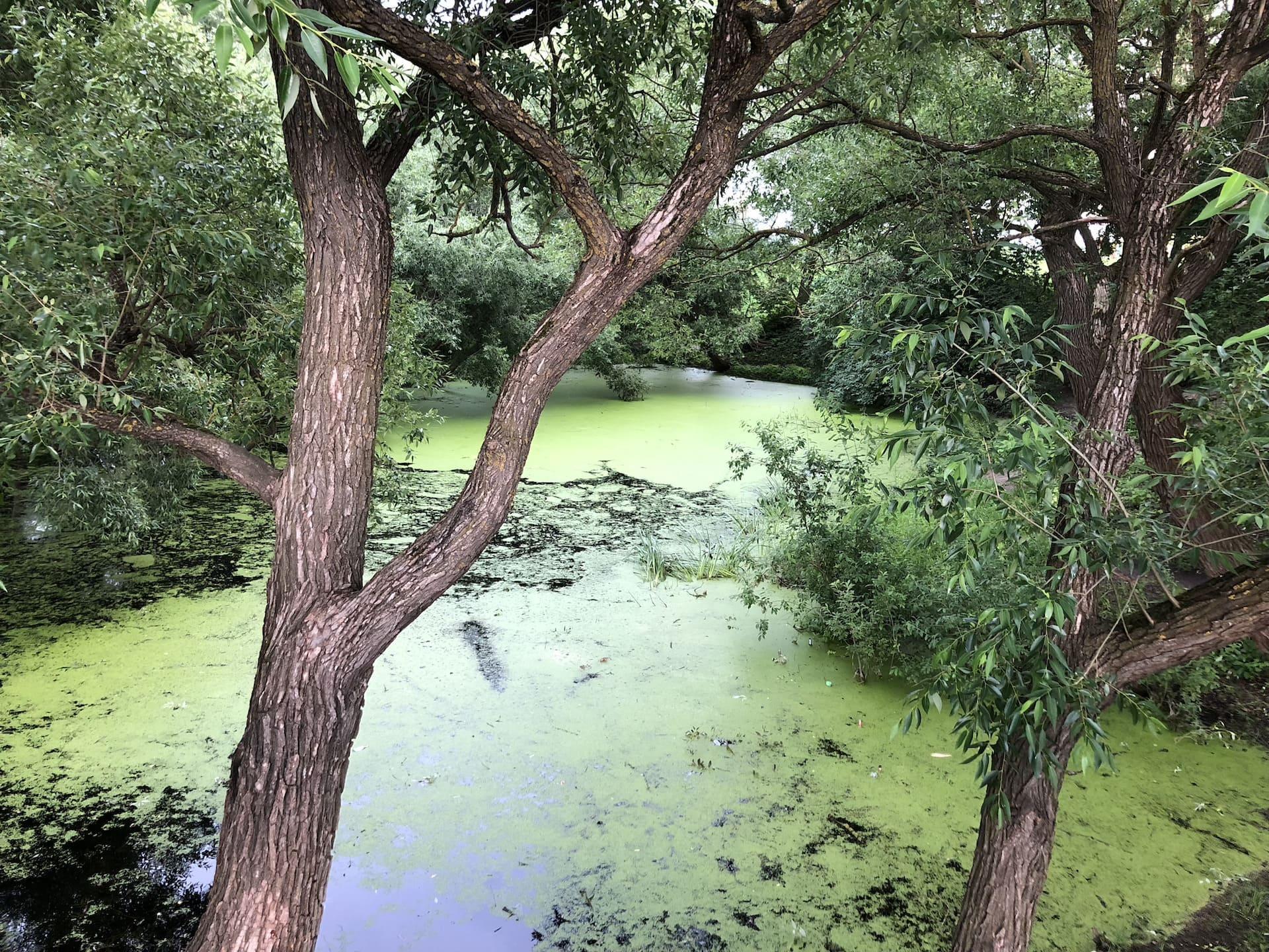 Lake on Kamayskaya Street 4