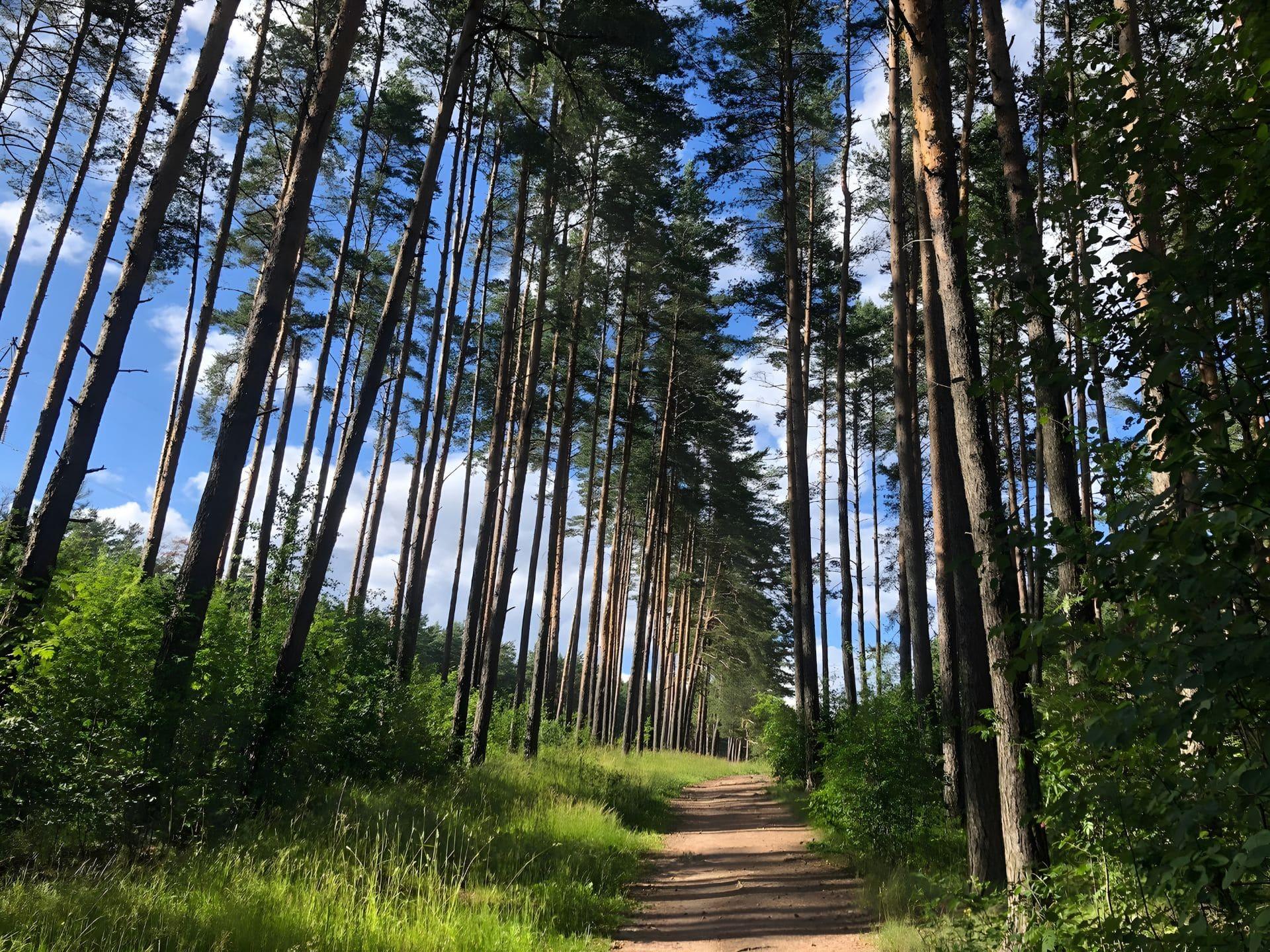 Recreation Area "Forest Trails" 0