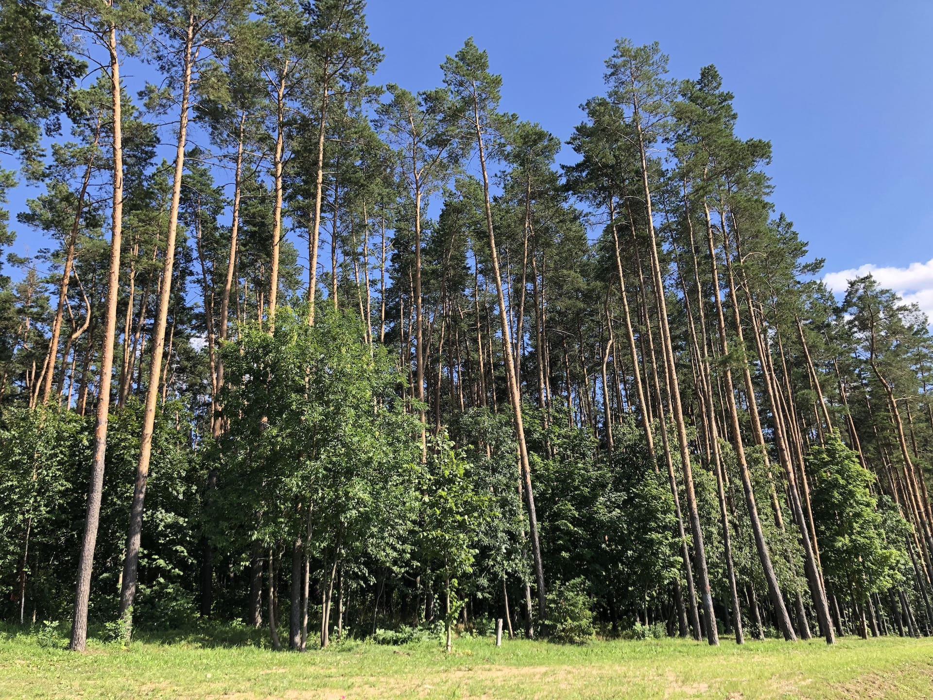 Forest Park behind First National Trading House 1