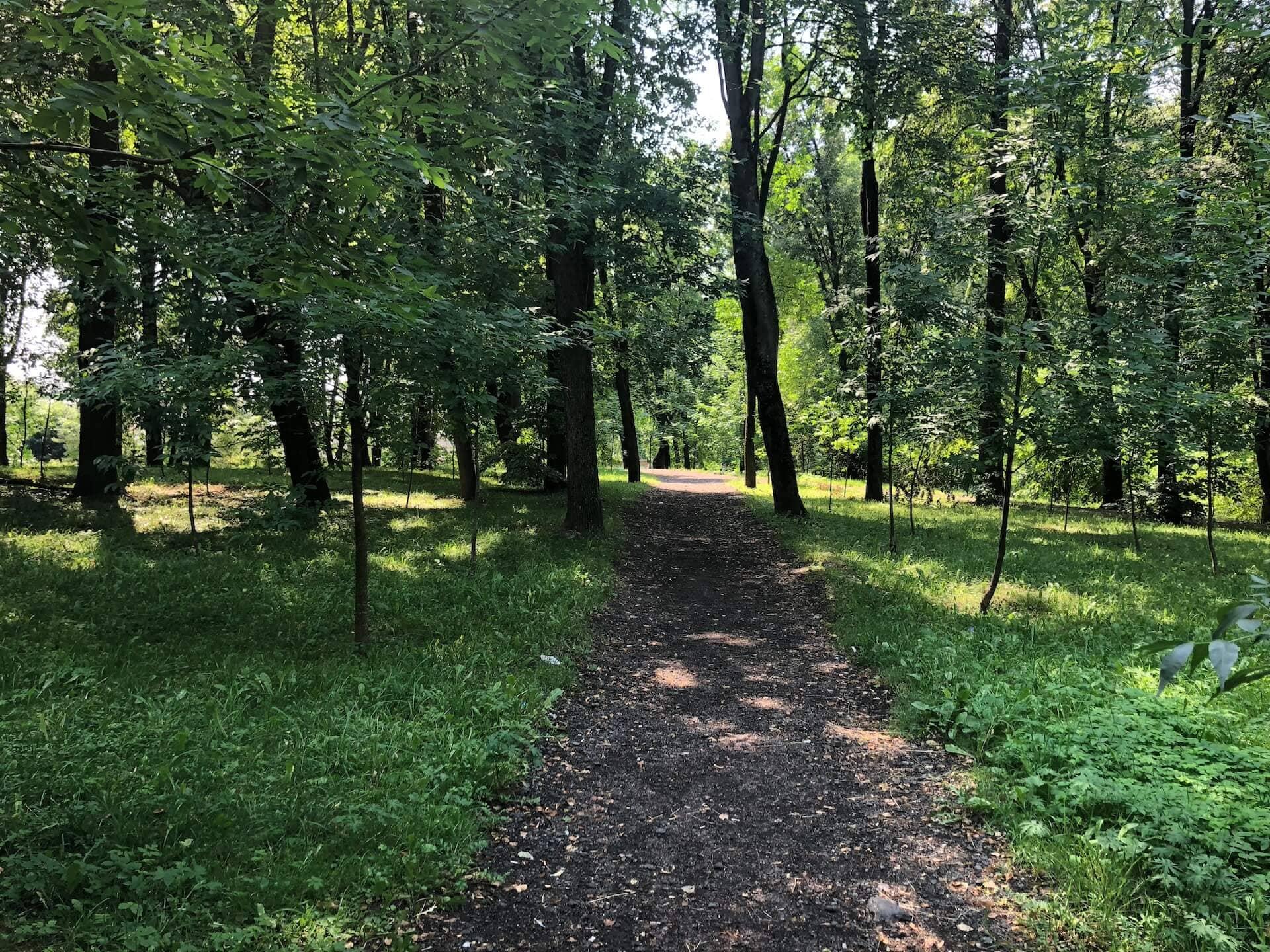 Forest on Kizhevatova Street 3