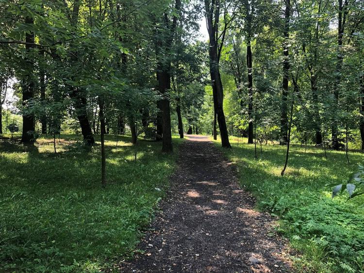 Forest on Kizhevatova Street