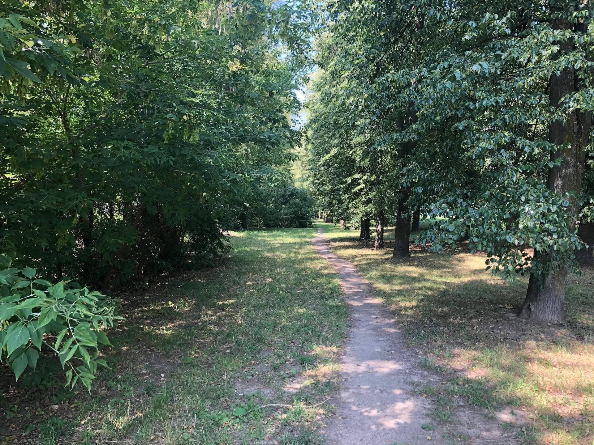 Forest on Kizhevatova Street 0