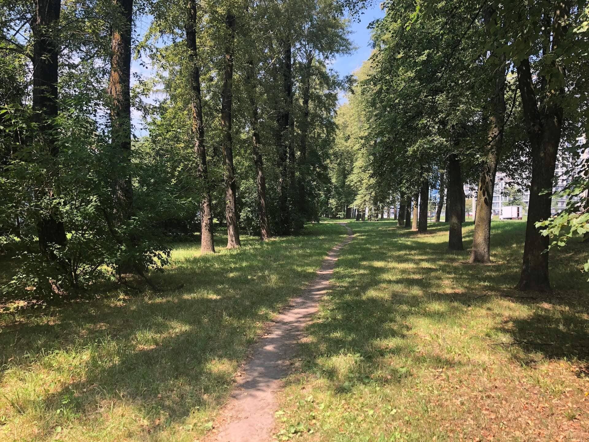 Forest on Kizhevatova Street 2