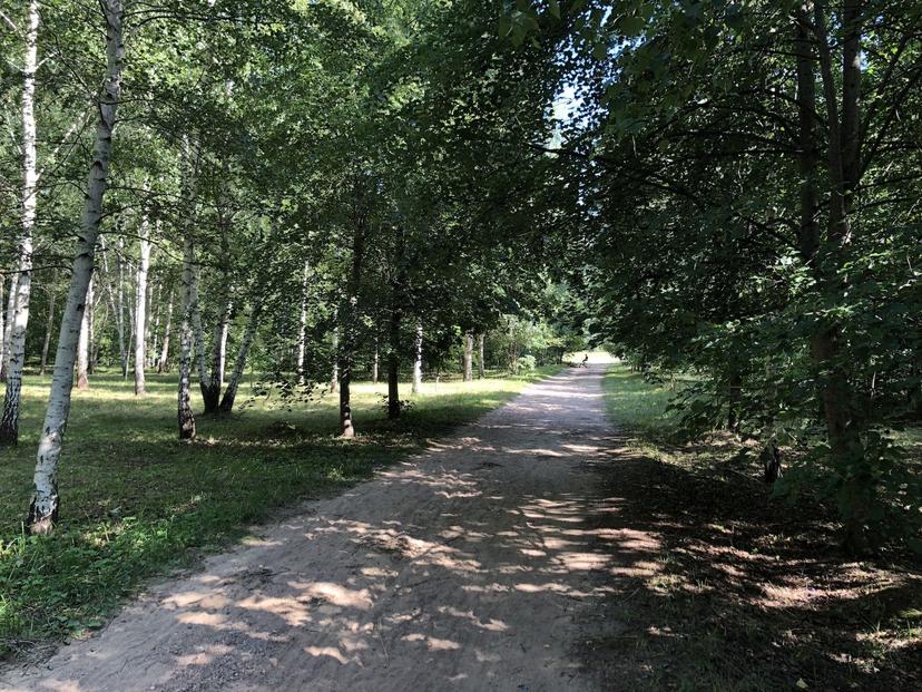 Forest Park behind the Boulder Museum