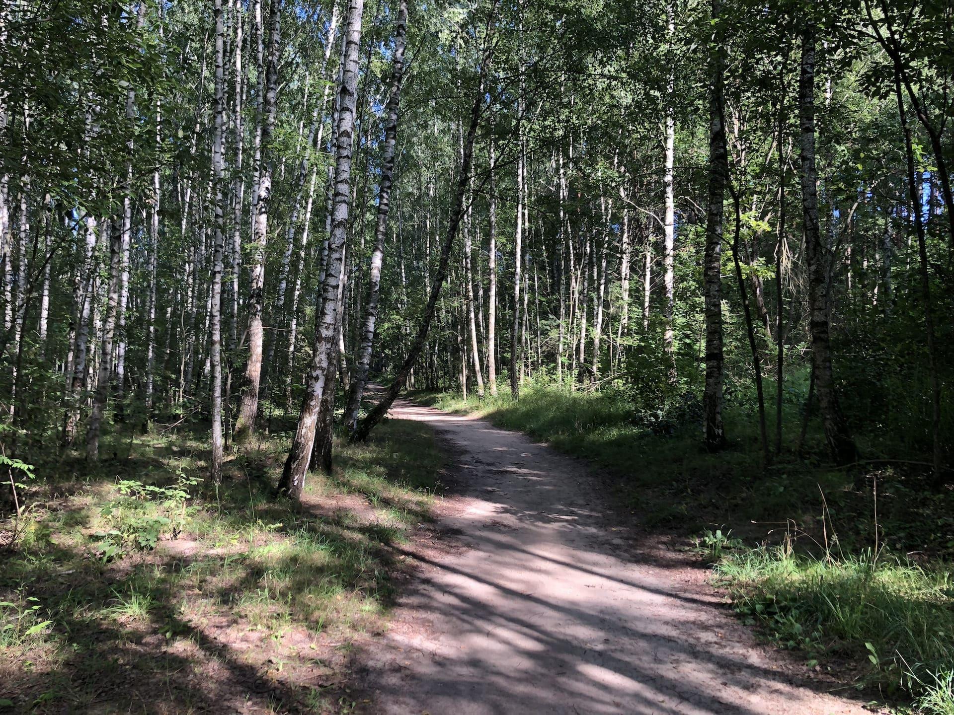 Forest Park behind the Boulder Museum 3