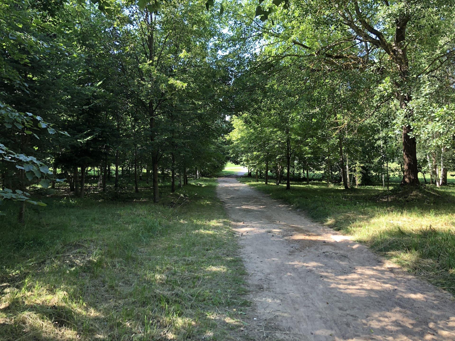 Forest Park behind the Boulder Museum 4